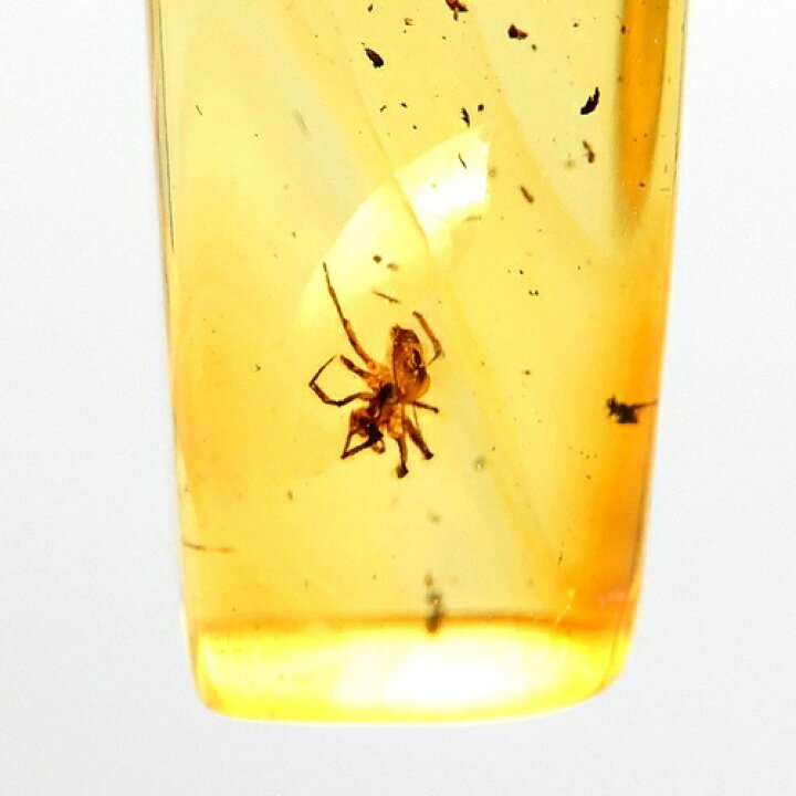 楽天市場】＼最大30％OFFクーポン／化石 虫入り琥珀 ネックレス  