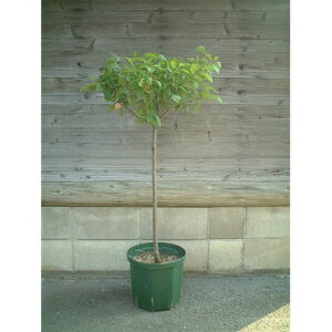 �X���b�g�|�b�g�@�a30cm×��a26cm×����26�D5cmCSM�|300 ���X�O���[��