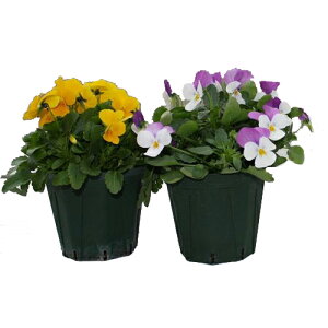 Y Xbg|bg@XO[@a12×10cm@CSM|120