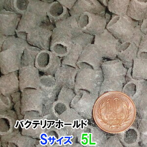 [XC oNeAz[h STCY(12) 5L@s  kC EE ʓr