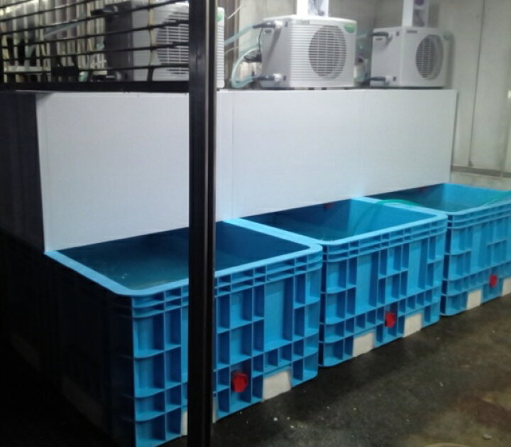 楽天市場】☆200L〜300L活魚水槽用濾過槽 水槽上部据置型 濾材付 