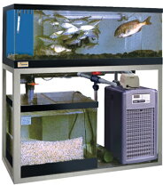 楽天市場】ステンレス シンク 2槽（水槽・アクアリウム｜熱帯魚 