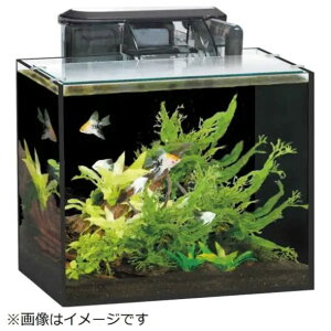 GEX WFbNX OXeABZ 250s  AAꕔn揜