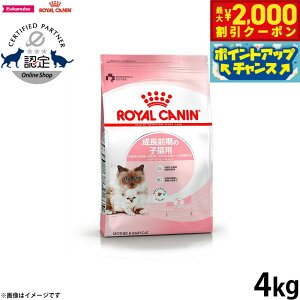 y2000~OFFN[|IGg[Ń|Cg+20{I{IzCJi L Lbgt[h }U[xr[Lbg 4kg Ki Lpi/˂ObY/ybgObY/ybgpi