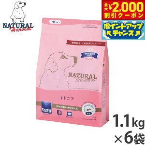 y2000~OFFN[|IGg[Ń|Cg+20{I{Izi`n[xXg hbOt[h LhjA tapHÖ@H 1.1kg×6܃Zbgyz Y p {p