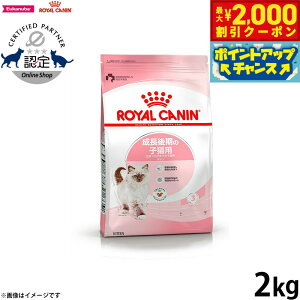 y2000~OFFN[|IX|Cgő55{I{IzCJi L Lbgt[h tB[CwXj[gV Lg 2kg Ki ̎qLpt[h