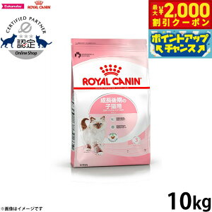 y2000~OFFN[|IX|Cgő55{I{IzCJi L Lbgt[h tB[CwXj[gV Lg 10kg Ki ̎qLpt[h