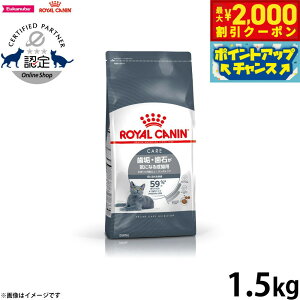 y2000~OFFN[|IX|Cgő55{I{IzCJi L Lbgt[h tB[CPAj[gV f^PA 1.5kg Ki CE΂CɂȂLpt