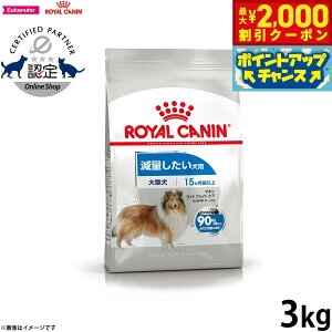 yő2000~OFFN[|IX|Cgő62{I{IzCJi  hbOt[h P[iCPAj[gV }LV Cg EFCg PA 3kg Ki ʂp 