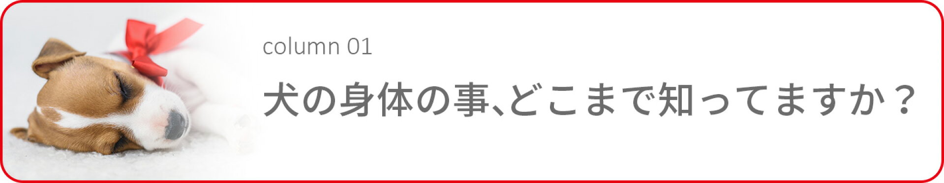 犬の身体の事どこまで知ってますか？