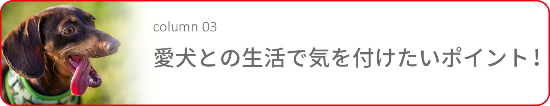 愛犬との生活で気を付けたいポイント