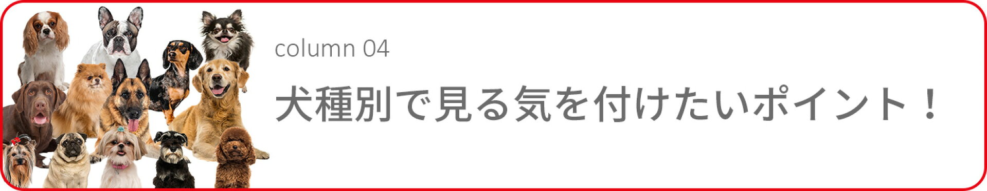 犬種別で見る気を付けたいポイント