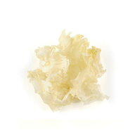 （常温）白木耳（白きくらげ）50g ｜古樹軒 食材 食品 しろきくらげ 販売 通販 おすすめ 美味しい おいし…