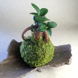 苔玉 ガジュマル 苔 グリーンインテリア 植物 小物 緑 グリーン モス 観葉植物 ハイゴケ