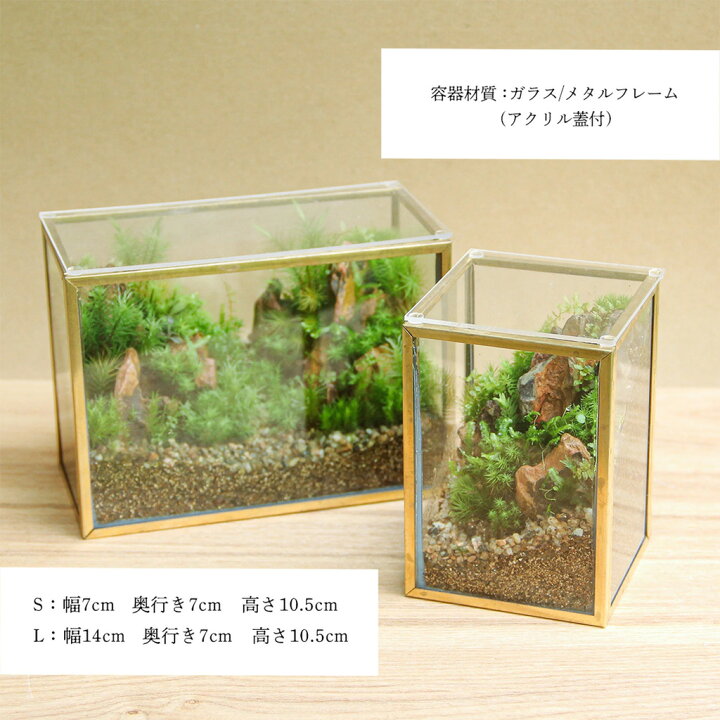 楽天市場】容器_メタルフレームL テラリウム フタ付き 苔テラリウム 