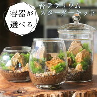 苔むすび 初心者向け [スターターキット] 育て方・作り方・動画付き｜3種類の容器から選べる入門セット