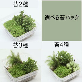 選べるお好み苔パック（2種類・3種類・4種類）