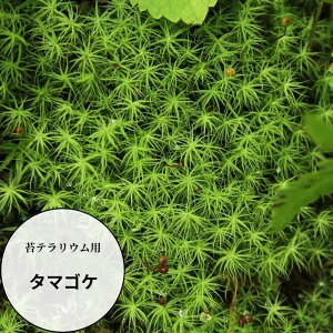 _iۏ؁^yۃpbN ^}SP z ۃeEp̑ ۃpbN ^̗t N₩ȉΐF̔ ~ɐ͂Lт `킢IŐlC̑