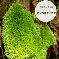 ホソバオキナゴケ