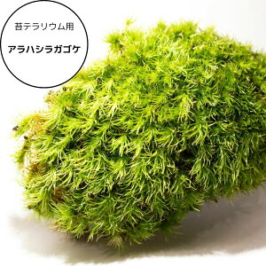 _iۏ؁^yۃpbN AnVKSP zۃeEp ۃpbN }SP  R  pbN ۋ ۃeE ۖ~ Ő̂悤ɑ ۃeEł͌Ȃ lC̑ 