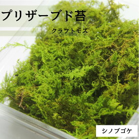 [クラフトモス シノブゴケ]