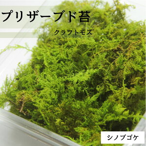 yNtgX VmuSP z eE  h[ Lbg ۂ̃vU[uh KXe ~j ~j`A v[g vU[uhX X nhCh  WI} ̂Â A