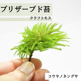 プリザーブド モス [クラフトモス コウヤノマンネングサ] ドライ 苔