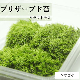 [クラフトモス ヤマゴケ]