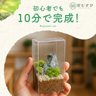 ＼ピンセット不要／[かんたん苔テラリウムキット] 割れない・軽い・汚れない。誰でも楽しめる苔の簡単キ…
