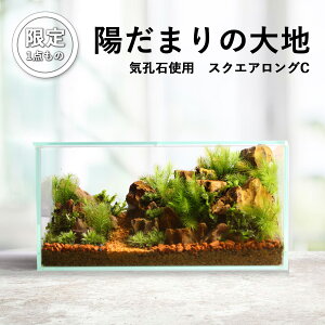 <送料無料>【限定一点 陽だまりの大地 スクエアロングC(フィギュア付)】苔テラリウム完成品 苔 インテリア テラリウム 一点もの 苔 癒し 観葉植物 インテリア 父の日 リビング 植物 盆