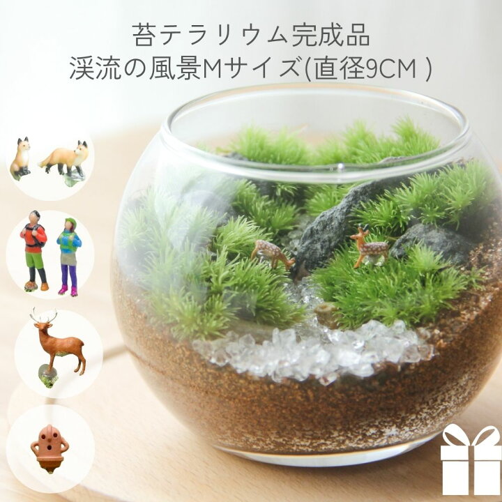 楽天市場】観葉植物 コケ 完成品 [渓流の風景ボウルM] デスク 癒し 