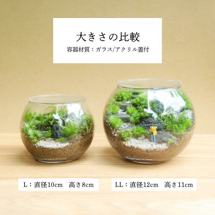 楽天市場】苔テラリウム 階段の風景 ボウルLタイプ 10cm ボウルLL 