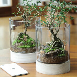 ۃeE ؂̃I[veE   CeA z\oILiSP ϗtA  ~ BONSAI