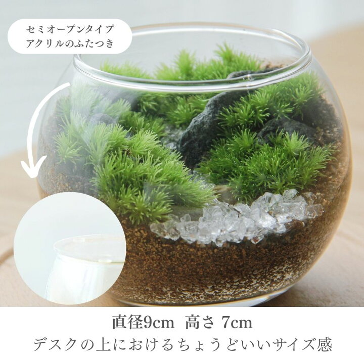 楽天市場】観葉植物 コケ 完成品 [渓流の風景ボウルM] デスク 癒し 