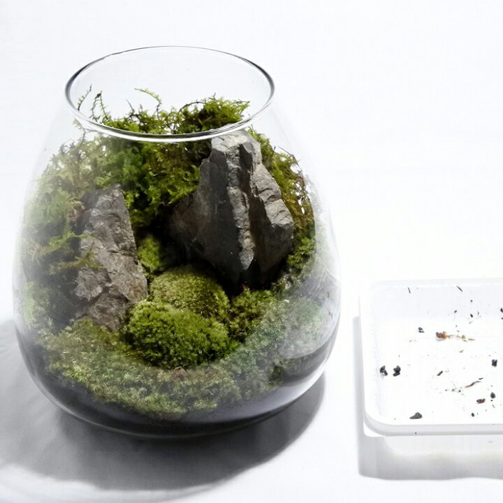 観葉植物 おしゃれ ミニ テラリウム コケリウム 苔 コケ 苔テラリウム 苔リウム 園芸 苔玉 苔盆栽 パック コケコンビ ハイゴケamp アオギヌゴケ 53 Off