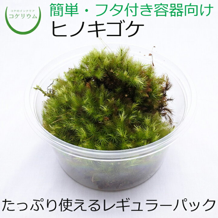 楽天市場】【テラリウム コケリウム 苔 コケ 苔テラリウム 苔リウム 