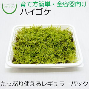 yeE RPE ۋ  RP ۃeE ۃE ANAE ANAeE ϗtA | nChJ`[ K[fjO O[ CeA  ۖ~  moss 