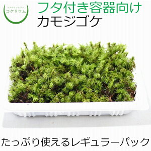 yeE RPE  RP ۃeE ۃE ANAE ANAeE ϗtA | nChJ`[ K[fjO O[ CeA  ۖ~  moss S 