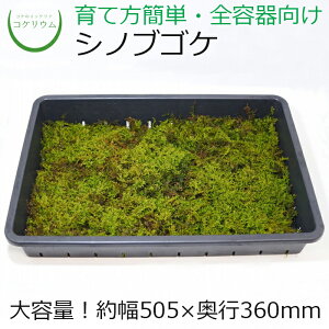 苔玉 テラリウム 観葉植物の人気商品 通販 価格比較 価格 Com