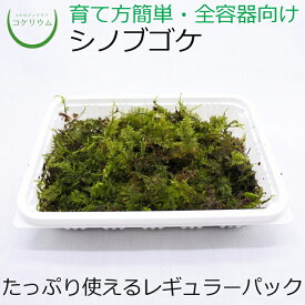 楽天市場 アクアテラリウム 苔 活着の通販