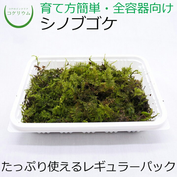 楽天市場 テラリウム コケリウム 苔玉 苔 コケ 苔テラリウム 苔リウム アクアリウム アクアテラリウム 観葉植物 園芸 ハイドロカルチャー ガーデニング グリーン インテリア 緑 苔盆栽 癒し Moss 初心者 パック シノブゴケ コケのインテリア コケリウム 楽天市場 テラリウム コケリウム 苔玉 苔 コケ 苔テラリウム 苔リウム アクアリウム アクアテラリウム 観葉植物 園芸 ハイドロカルチャー ガーデニング グリーン インテリア 緑 苔盆栽 癒し Moss 初心者 パック シノブゴケ コケのインテリア コケリウム