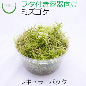 【テラリウム コケリウム 苔 コケ 苔テラリウム 苔リウム アクアリウム アクアテラリウム 観葉植物 園芸 ハイドロカルチャー ガーデニング グリーン インテリア 緑 苔盆栽 癒し moss 初心者