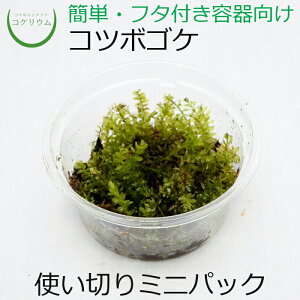 【テラリウム コケリウム 苔 コケ 苔テラリウム 苔リウム アクアリウム アクアテラリウム 観葉植物 園芸 ハイドロカルチャー ガーデニング グリーン インテリア 緑 苔盆栽 癒し moss 初心者