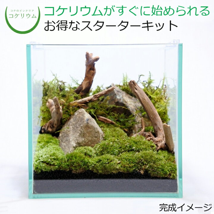 楽天市場】【送料無料 観葉植物 おしゃれ ミニ テラリウム キット 