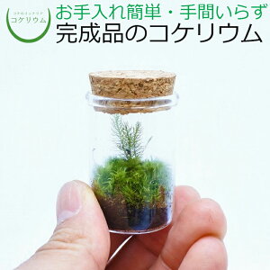 テラリウム 瓶 観葉植物の人気商品 通販 価格比較 価格 Com