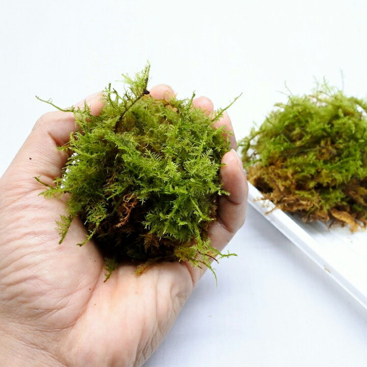 楽天市場 送料無料 テラリウム キット コケリウム 苔 コケ 苔テラリウム 苔リウム アクアリウム アクアテラリウム 観葉植物 園芸 ハイドロカルチャー ガーデニング グリーン インテリア 緑 苔盆栽 癒し Moss 初心者 パック セット コケリウムキット 大木 コケの