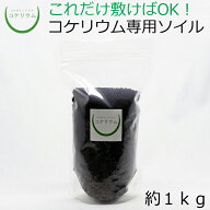 【テラリウム コケリウム 苔 コケ 苔テラリウム 苔リウム アクアリウム アクアテラリウム 観葉植物 園芸 …