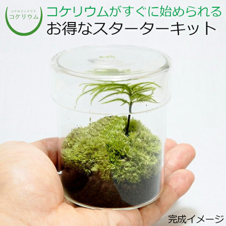 楽天市場 観葉植物 おしゃれ ミニ テラリウム キット コケリウム 苔 コケ 苔テラリウム 苔リウム アクアリウム アクアテラリウム 園芸 ハイドロカルチャー ガーデニング グリーン インテリア 緑 苔盆栽 癒し Moss 初心者 パック セット コケリウムキット シリンダーs