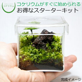 【送料無料 観葉植物 おしゃれ ミニ テラリウム キット コケリウム 苔 コケ 苔テラリウム 苔リウム アクアリウム アクアテラリウム 園芸 ハイドロカルチャー ガーデニング グリーン インテリア 緑 苔盆栽 癒し 初心者 パック セット】 コケリウムキット キューブM（フタ付）