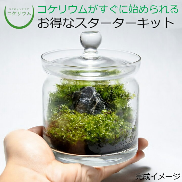 楽天市場 送料無料 テラリウム キット コケリウム 苔 コケ 苔テラリウム 苔リウム アクアリウム アクアテラリウム 観葉植物 園芸 ハイドロカルチャー ガーデニング グリーン インテリア 緑 苔盆栽 癒し Moss 初心者 パック セット コケリウムキット モダン フタ付